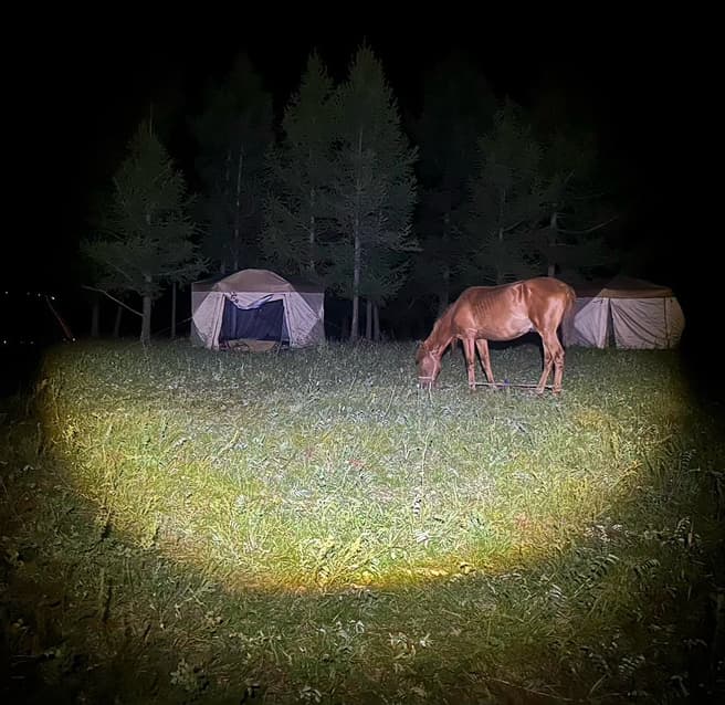 夜の馬の写真