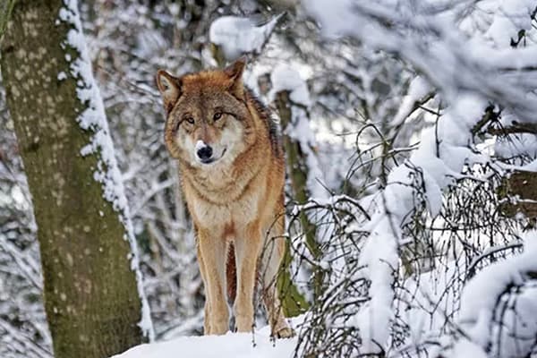 冬限定、遊牧民の狩猟に同行ツアー