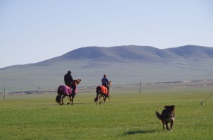 ハンガイスタッフによる馬の調教